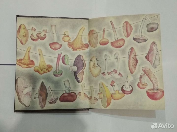 Грибы книга Ф.В. Федоров СССР