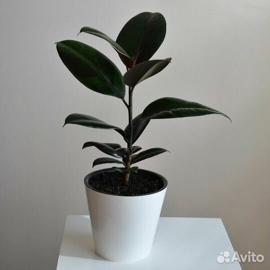 Фикус каучуконосный