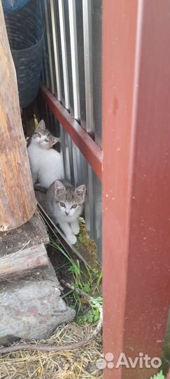 Кошки и котята