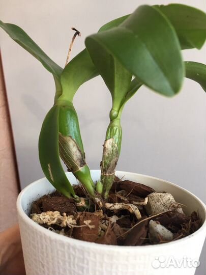 Диакаттлея Шантильские кружева