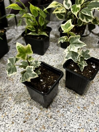 Драцена.Фикус твилайт.Кроссандра.Фортуна.Хедера