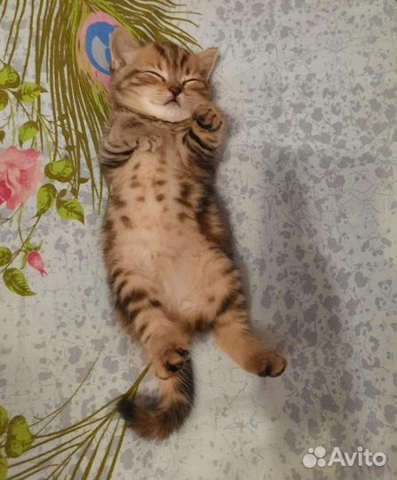 Британская кошка вязка