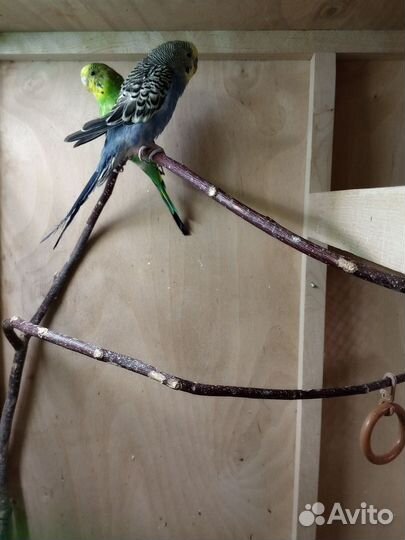 Волнистый попугай