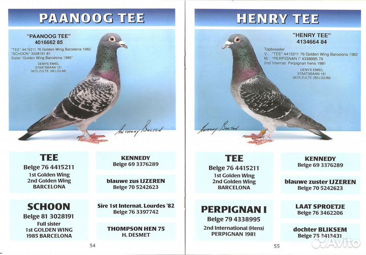 Спортивные голуби. Почтовые голуби 