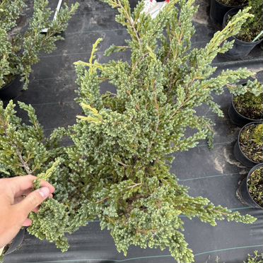 Можжевельник мейери 70-100см