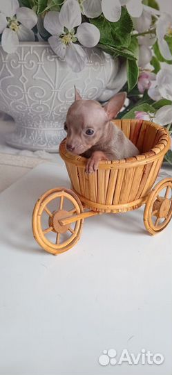 Мини той-терьер щенки