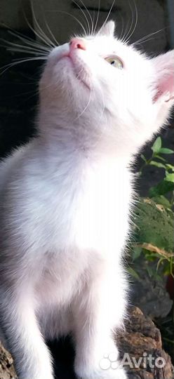 Котята для радости