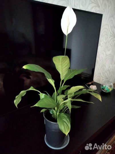 Спатифиллум