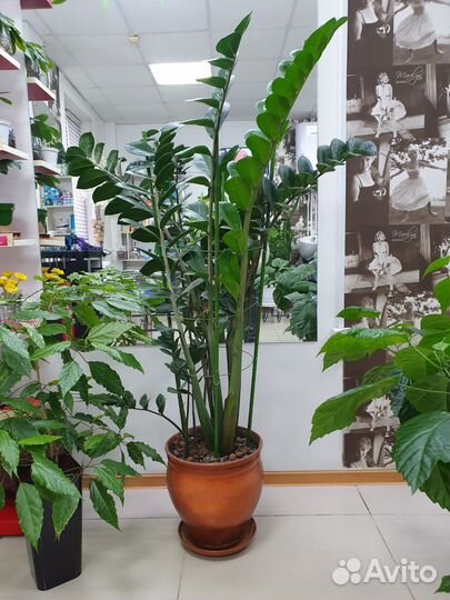 Замиокулькас