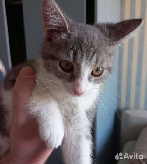 Котенок девочка в дар