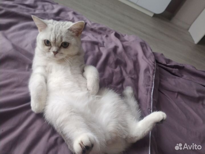 Британская кошка