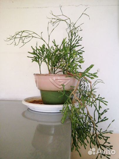 Суккулент Рипсалис Хатиора 70 см