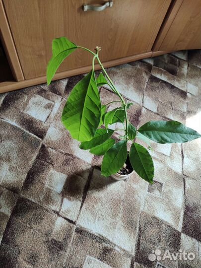 Авокадо растение