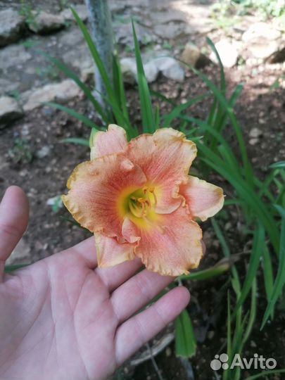 Лилейник, гвоздика, флокс голубой, яснотка