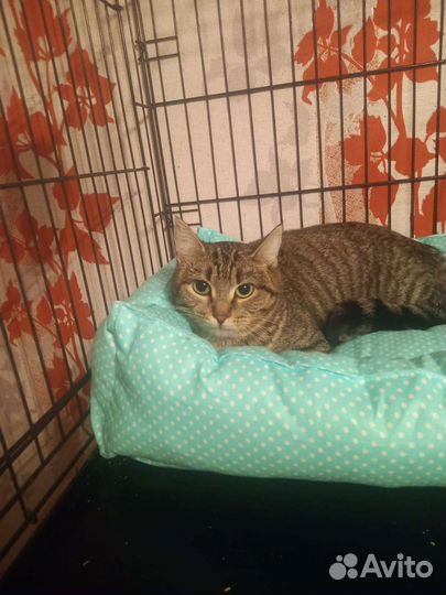 Кошечка в добрые ручки