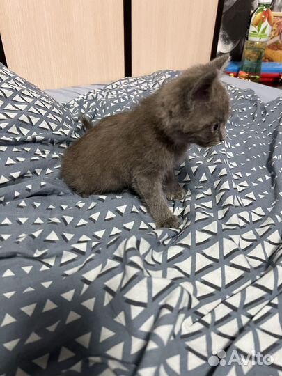 Котенок мальчик бесплатно