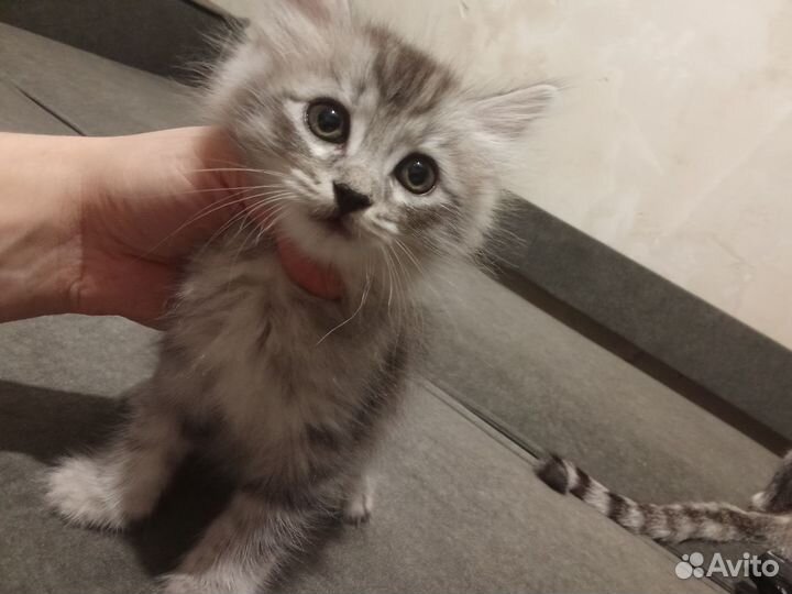 Помесь шотландской