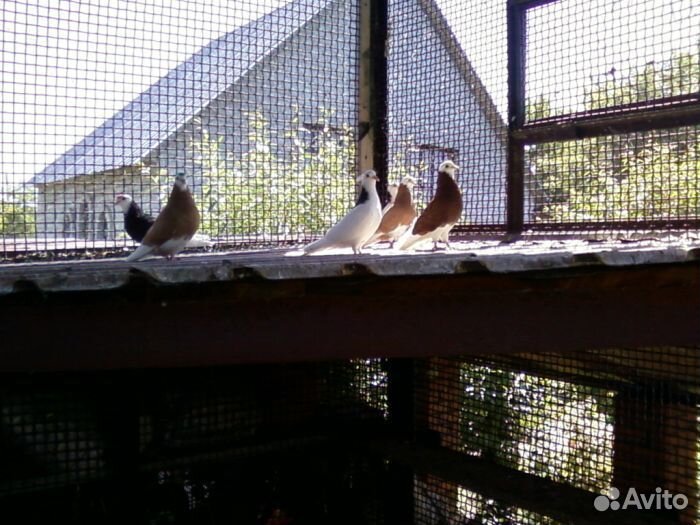 Продажа пермских голубей