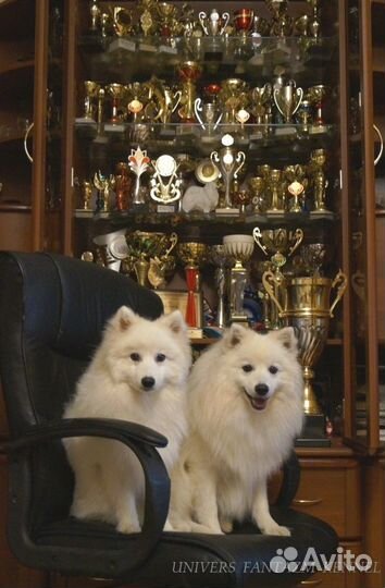 Белоснежный японский шпиц щенки