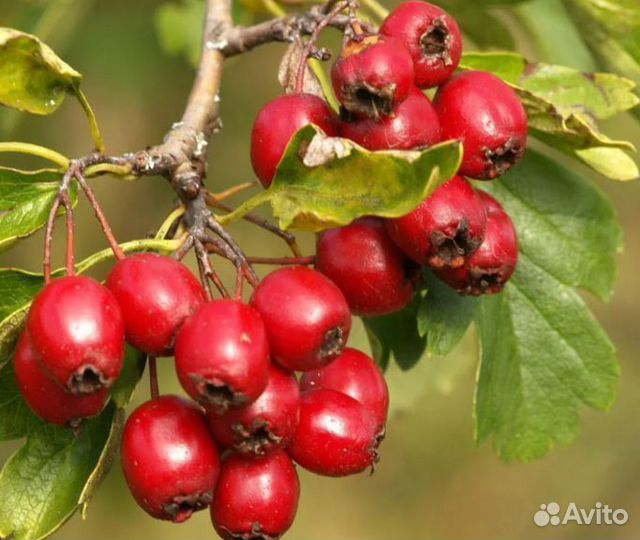 Саженцы Боярышник