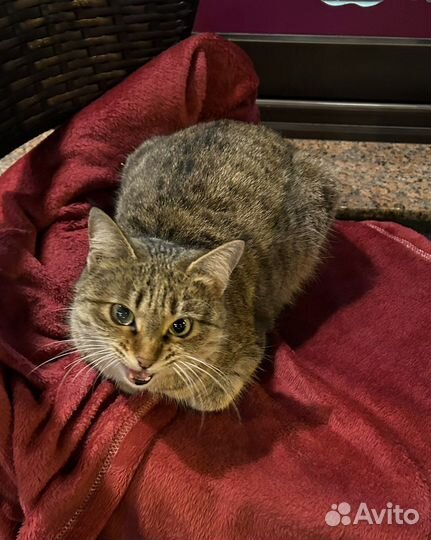 Передержка животных на время отпуска