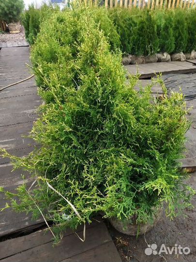 Туя Столвик