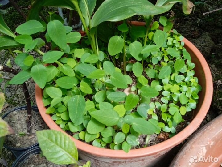 Пассифлора кавалерская звезда