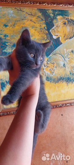 Котик серый