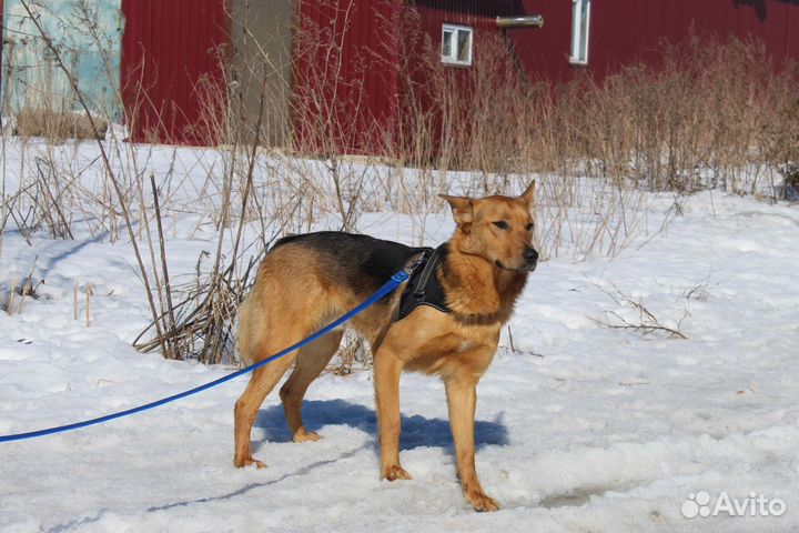 Собака в добрые руки