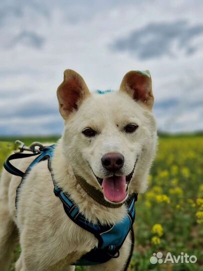 Пес Ластик