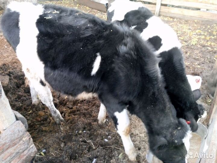 Продам быков