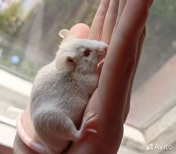 Мышь с клеткой и нужностями