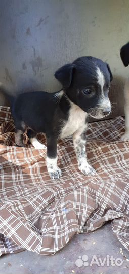 Щенки девочки метисы лабрадора