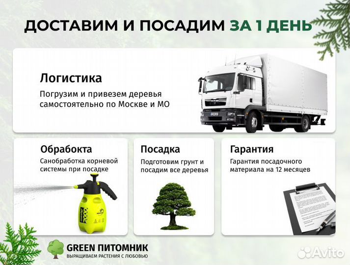 Туи садовые