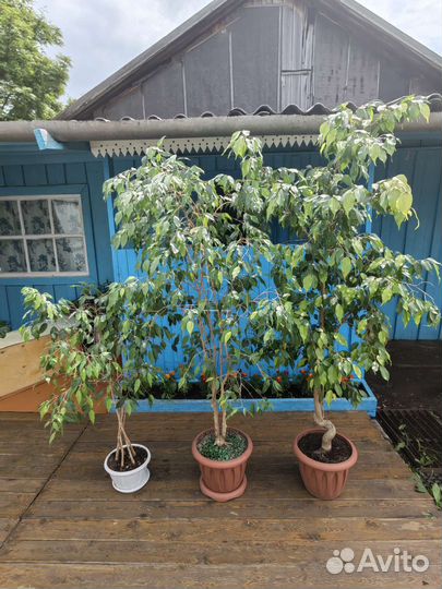 Комнатные цветы