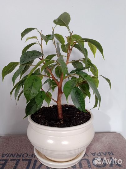 Фикус бенджамина пестролистный