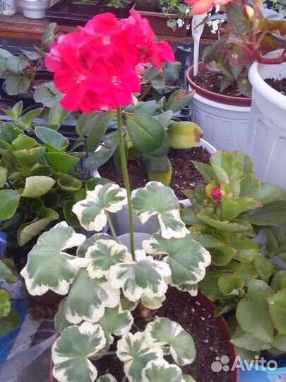 Пеларгонии сортовые