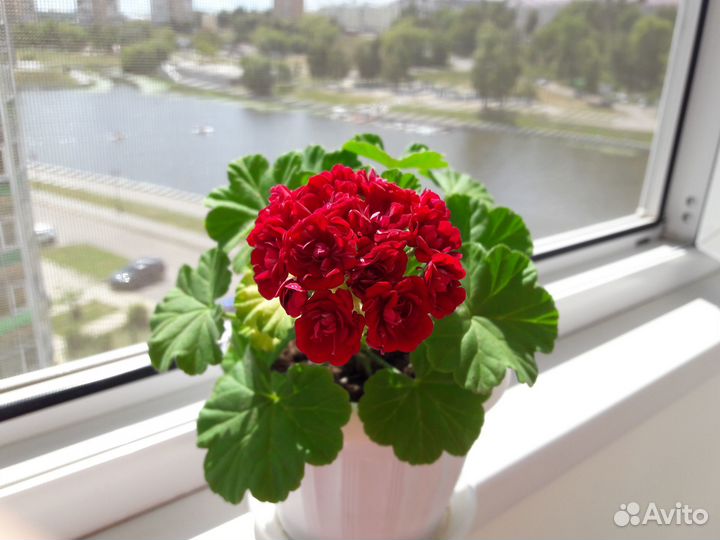 Пеларгония сортовая розебудная Rose of Bulgarien