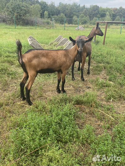 Чешские дойные козы, козел и козочки
