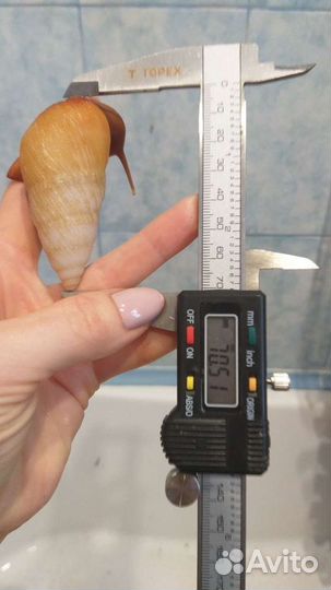 Псевдоахатина Леайана (Псевды)