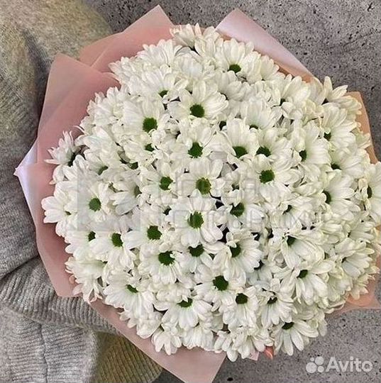 Хризантема Цветы Доставка