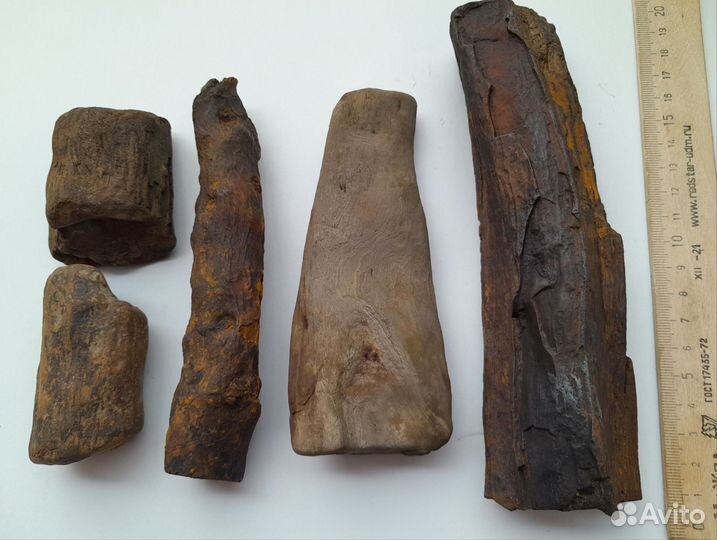 Окаменелое дерево