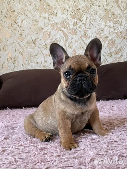 Милашка очаровашка