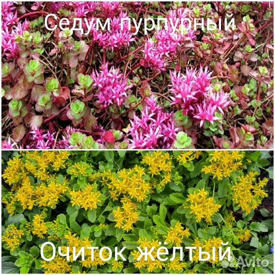 Очитки, почвопокровники