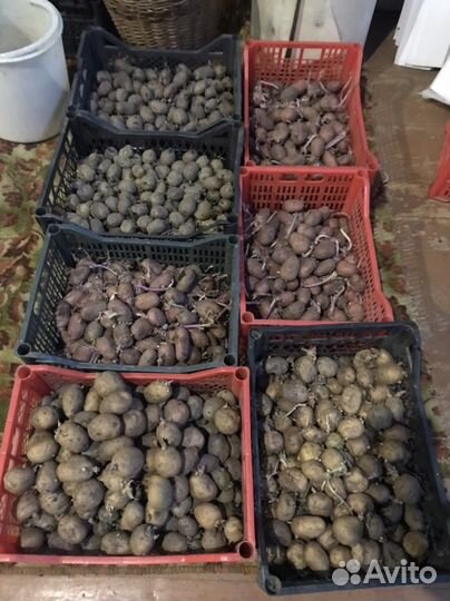 Семенной картофель