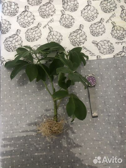 Комнатные цветы шефлера