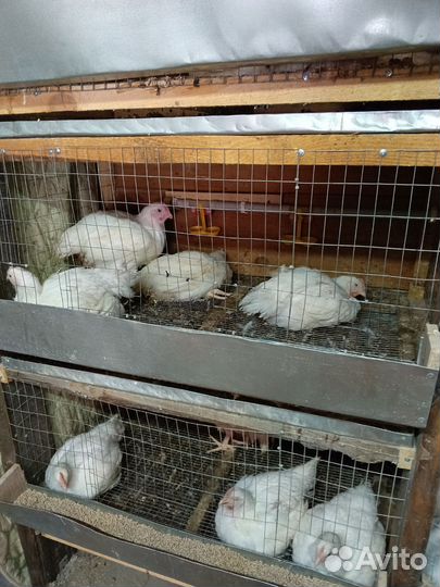 Куры бройлеры тушки мясо домашние