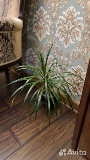 Пальма драцена