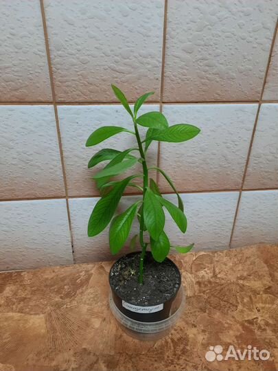 Продам комнатные ростения