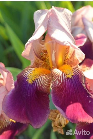 Продам ирисы